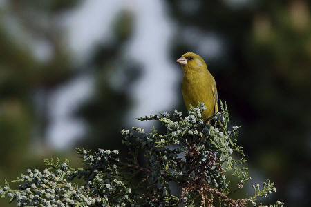 Carduelis chloris / Grnfink / Ordnung: Sperlingsvgel - Passeriformes / Unterordnung: Singvgel - Passeres / Familie: Finken - Fringillidae