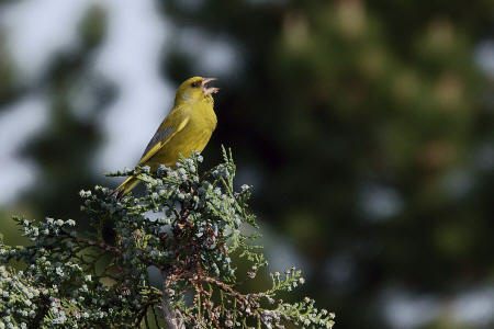 Carduelis chloris / Grnfink / Ordnung: Sperlingsvgel - Passeriformes / Unterordnung: Singvgel - Passeres / Familie: Finken - Fringillidae