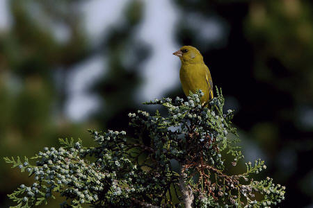 Carduelis chloris / Grnfink / Ordnung: Sperlingsvgel - Passeriformes / Unterordnung: Singvgel - Passeres / Familie: Finken - Fringillidae