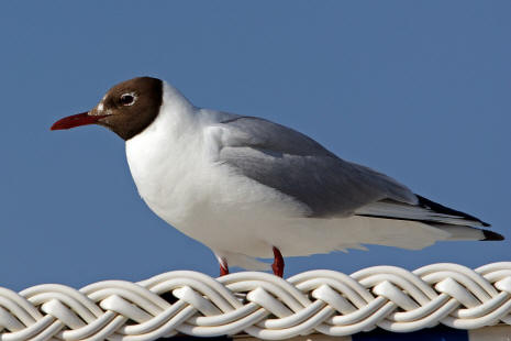 Chroicocephalus ridibundus (syn. Larus ridibundus) / Lachmwe / Familie: Mwen - Laridae