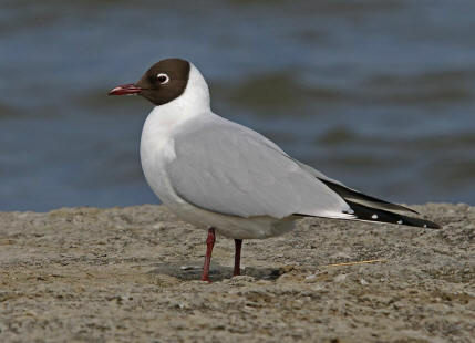 Chroicocephalus ridibundus (syn. Larus ridibundus) / Lachmwe / Familie: Mwen - Laridae