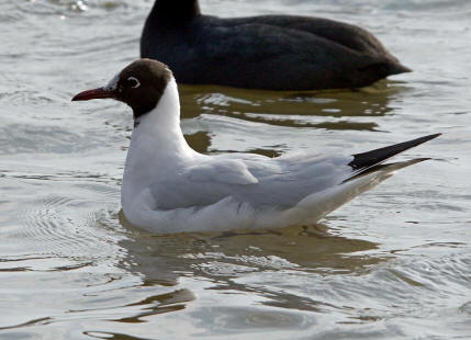 Chroicocephalus ridibundus (syn. Larus ridibundus) / Lachmwe / Familie: Mwen - Laridae