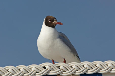 Chroicocephalus ridibundus (syn. Larus ridibundus) / Lachmwe / Familie: Mwen - Laridae