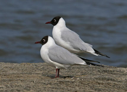 Chroicocephalus ridibundus (syn. Larus ridibundus) / Lachmwe / Familie: Mwen - Laridae