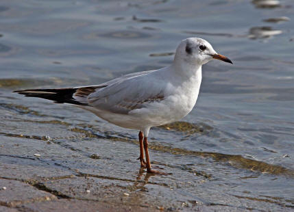 Chroicocephalus ridibundus (syn. Larus ridibundus) / Lachmwe / Familie: Mwen - Laridae