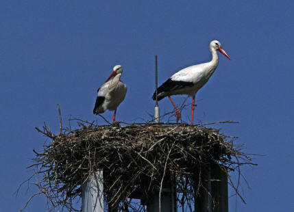 Ciconia ciconia / Weistorch / Ordnung: Schreitvgel - Ciconiiformes / Familie: Strche - Ciconiidae