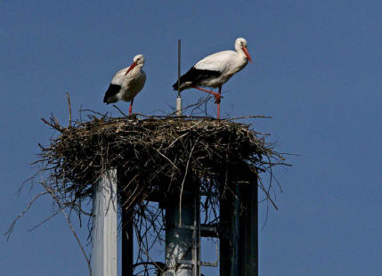 Ciconia ciconia / Weistorch / Ordnung: Schreitvgel - Ciconiiformes / Familie: Strche - Ciconiidae