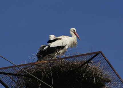 Ciconia ciconia / Weistorch / Ordnung: Schreitvgel - Ciconiiformes / Familie: Strche - Ciconiidae