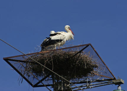 Ciconia ciconia / Weistorch / Ordnung: Schreitvgel - Ciconiiformes / Familie: Strche - Ciconiidae