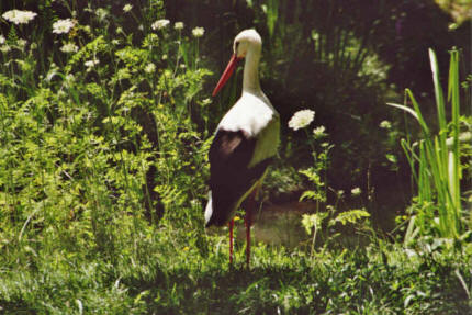 Ciconia ciconia / Weistorch / Ordnung: Schreitvgel - Ciconiiformes / Familie: Strche - Ciconiidae