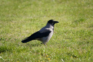 Corvus cornix / Nebelkrhe / Rabenvgel - Corvidae / Ordnung: Sperlingsvgel - Passeriformes