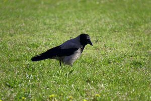 Corvus cornix / Nebelkrhe / Rabenvgel - Corvidae / Ordnung: Sperlingsvgel - Passeriformes