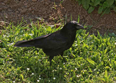 Corvus corone / Rabenkrhe / Rabenvgel - Corvidae / Ordnung: Sperlingsvgel - Passeriformes