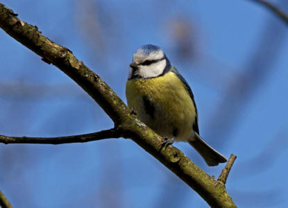 Cyanistes caeruleus (syn. Parus caeruleus) / Blaumeise