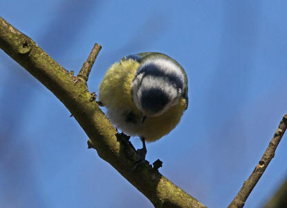 Cyanistes caeruleus (syn. Parus caeruleus) / Blaumeise