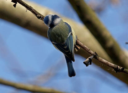 Cyanistes caeruleus (syn. Parus caeruleus) / Blaumeise