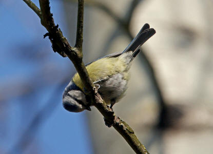 Cyanistes caeruleus (syn. Parus caeruleus) / Blaumeise