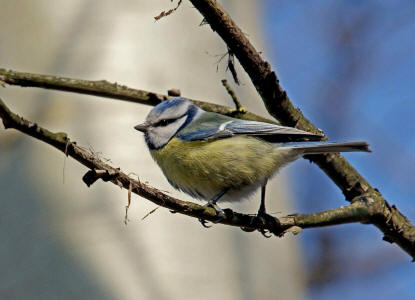 Cyanistes caeruleus (syn. Parus caeruleus) / Blaumeise