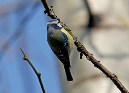 Cyanistes caeruleus (syn. Parus caeruleus) / Blaumeise