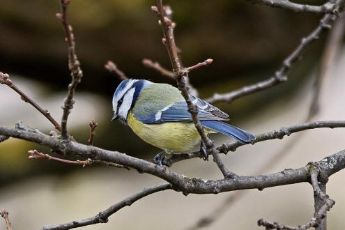 Cyanistes caeruleus (syn. Parus caeruleus) / Blaumeise