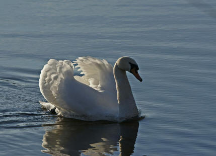 Cygnus olor / Hckerschwan / Familie: Entenvgel - Anatidae / Unterfamilie: Gnse - Anserinae