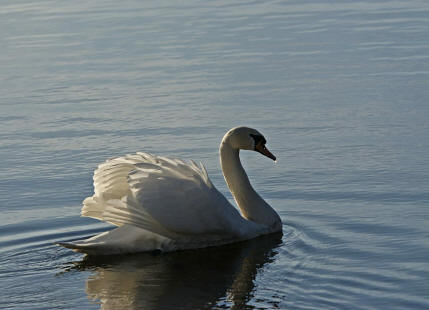 Cygnus olor / Hckerschwan / Ordnung: Gnsevgel - Anseriformes / Familie: Entenvgel - Anatidae / Unterfamilie: Gnse - Anserinae