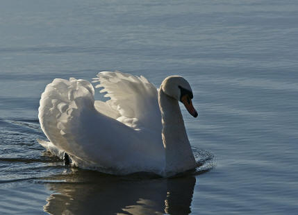 Cygnus olor / Hckerschwan / Ordnung: Gnsevgel - Anseriformes / Familie: Entenvgel - Anatidae / Unterfamilie: Gnse - Anserinae