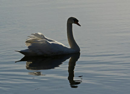 Cygnus olor / Hckerschwan / Ordnung: Gnsevgel - Anseriformes / Familie: Entenvgel - Anatidae / Unterfamilie: Gnse - Anserinae