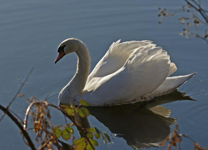 Cygnus olor / Hckerschwan / Ordnung: Gnsevgel - Anseriformes / Familie: Entenvgel - Anatidae / Unterfamilie: Gnse - Anserinae