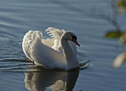 Cygnus olor / Hckerschwan / Ordnung: Gnsevgel - Anseriformes / Familie: Entenvgel - Anatidae / Unterfamilie: Gnse - Anserinae