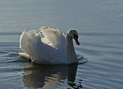 Cygnus olor / Hckerschwan / Ordnung: Gnsevgel - Anseriformes / Familie: Entenvgel - Anatidae / Unterfamilie: Gnse - Anserinae