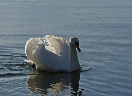 Cygnus olor / Hckerschwan / Ordnung: Gnsevgel - Anseriformes / Familie: Entenvgel - Anatidae / Unterfamilie: Gnse - Anserinae