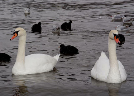 Cygnus olor / Hckerschwan / Ordnung: Gnsevgel - Anseriformes / Familie: Entenvgel - Anatidae / Unterfamilie: Gnse - Anserinae