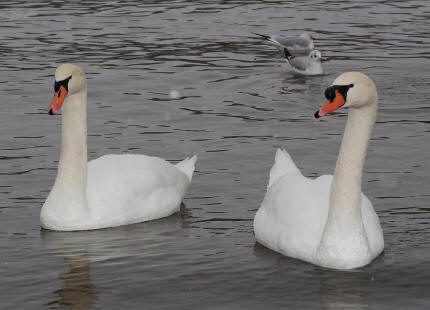 Cygnus olor / Hckerschwan / Ordnung: Gnsevgel - Anseriformes / Familie: Entenvgel - Anatidae / Unterfamilie: Gnse - Anserinae