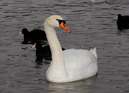 Cygnus olor / Hckerschwan / Ordnung: Gnsevgel - Anseriformes / Familie: Entenvgel - Anatidae / Unterfamilie: Gnse - Anserinae