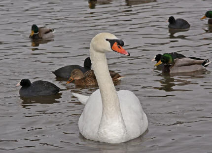 Cygnus olor / Hckerschwan / Ordnung: Gnsevgel - Anseriformes / Familie: Entenvgel - Anatidae / Unterfamilie: Gnse - Anserinae