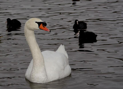 Cygnus olor / Hckerschwan / Ordnung: Gnsevgel - Anseriformes / Familie: Entenvgel - Anatidae / Unterfamilie: Gnse - Anserinae