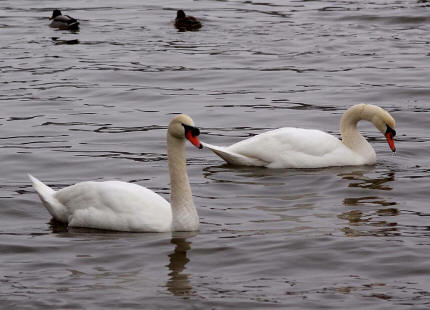 Cygnus olor / Hckerschwan / Ordnung: Gnsevgel - Anseriformes / Familie: Entenvgel - Anatidae / Unterfamilie: Gnse - Anserinae