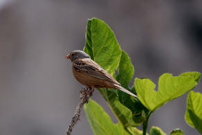 Emberiza caesia / Grauortolan / Ammern - Emberizidae