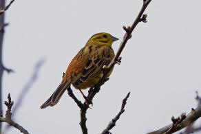 Emberiza citrinella / Goldammer / Ammern - Emberizidae