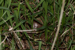 Emberiza citrinella / Goldammer / Ammern - Emberizidae