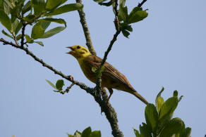 Emberiza citrinella / Goldammer / Ammern - Emberizidae