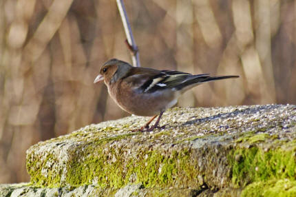 Fringilla coelebs / Buchfink / Finken - Fringillidae