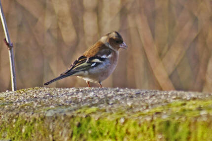 Fringilla coelebs / Buchfink