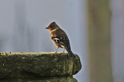 Fringilla coelebs / Buchfink / Finken - Fringillidae