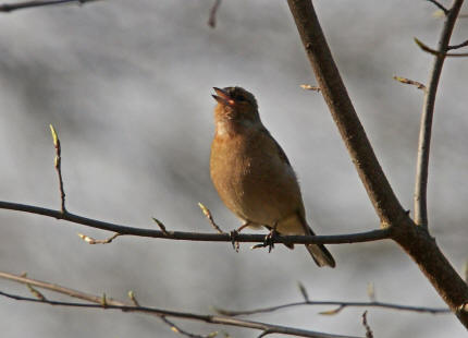 Fringilla coelebs / Buchfink / Finken - Fringillidae