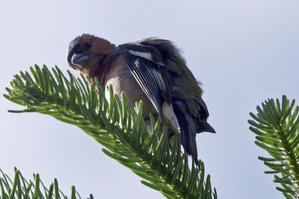 Fringilla coelebs / Buchfink / Finken - Fringillidae