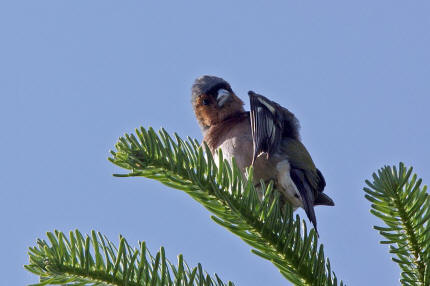 Fringilla coelebs / Buchfink