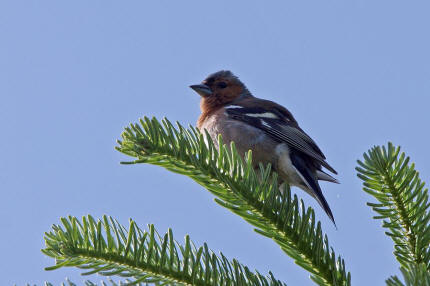 Fringilla coelebs / Buchfink