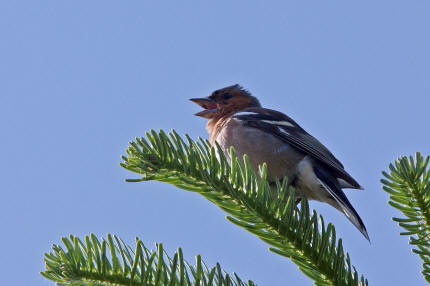 Fringilla coelebs / Buchfink / Finken - Fringillidae